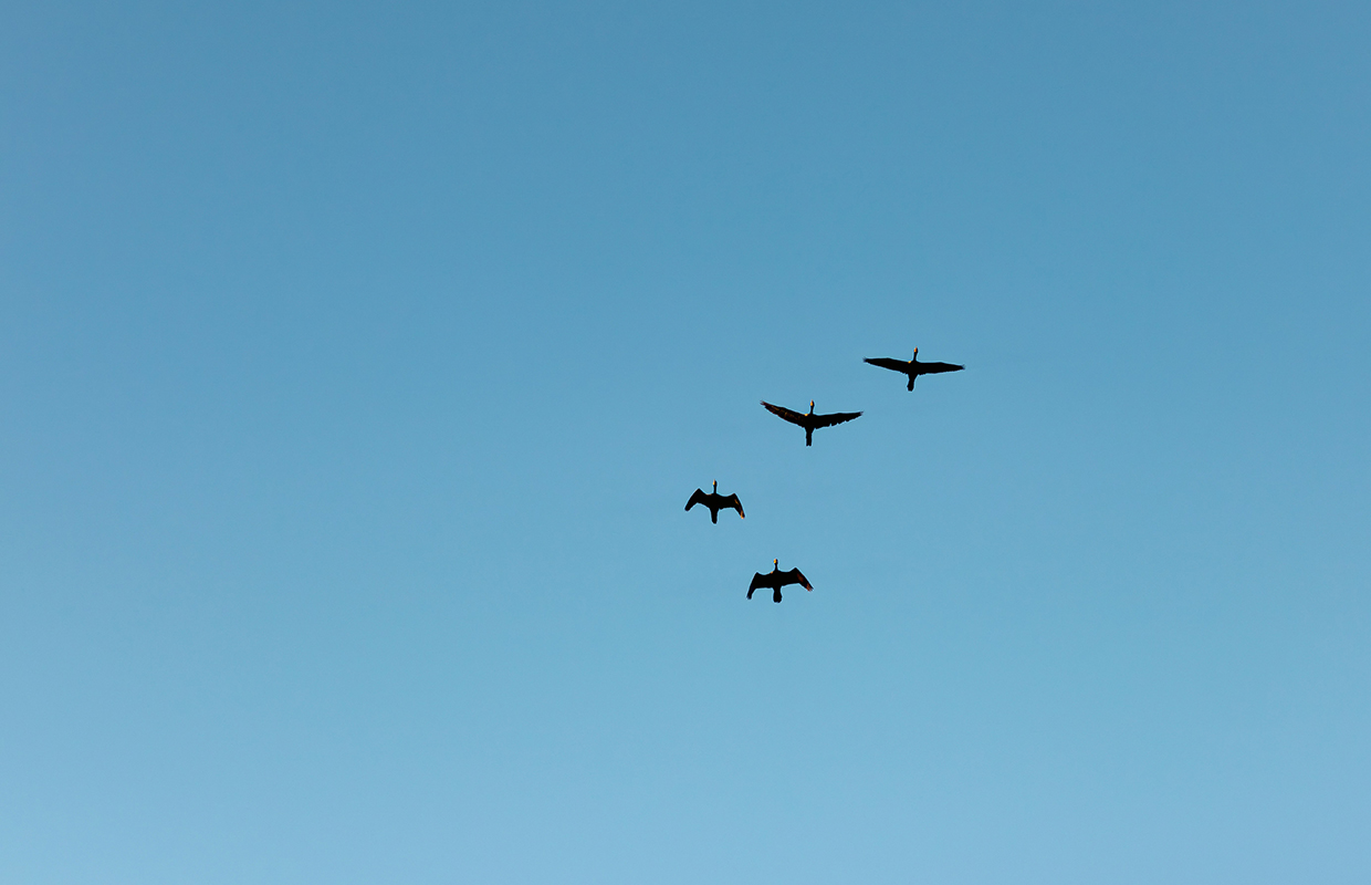 Birds in the sky