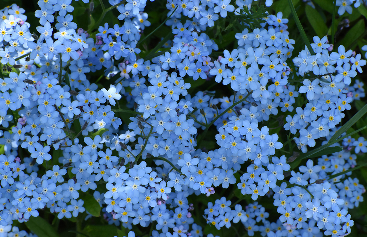 blue flowers