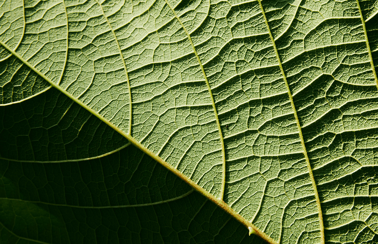 Detail of a leaf