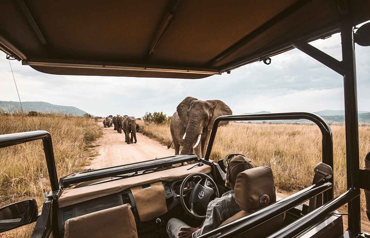 Safari Elephants
