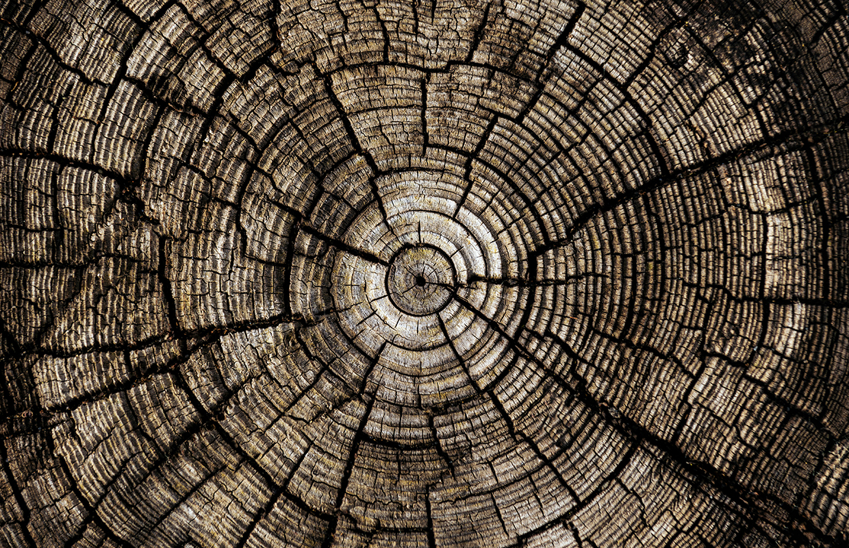 Tree rings