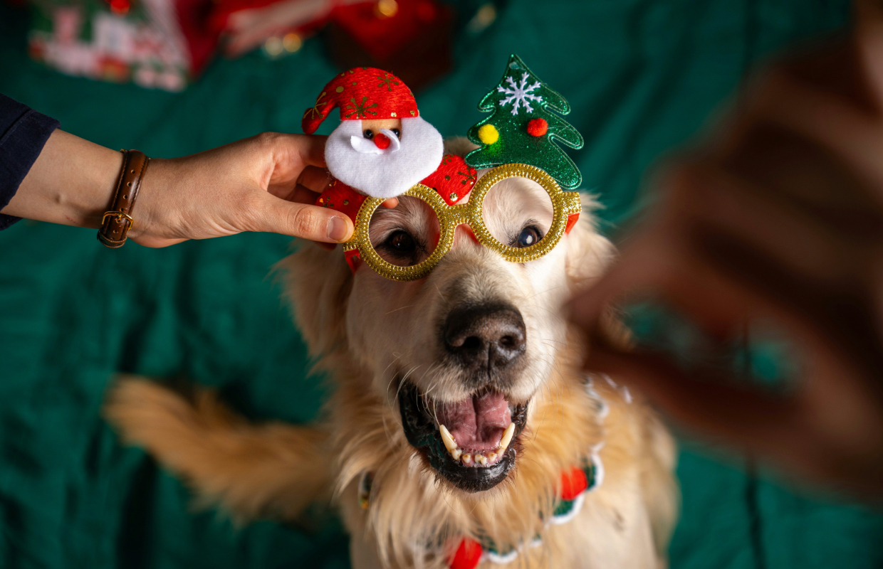 Dog wearing christmas themed glasses