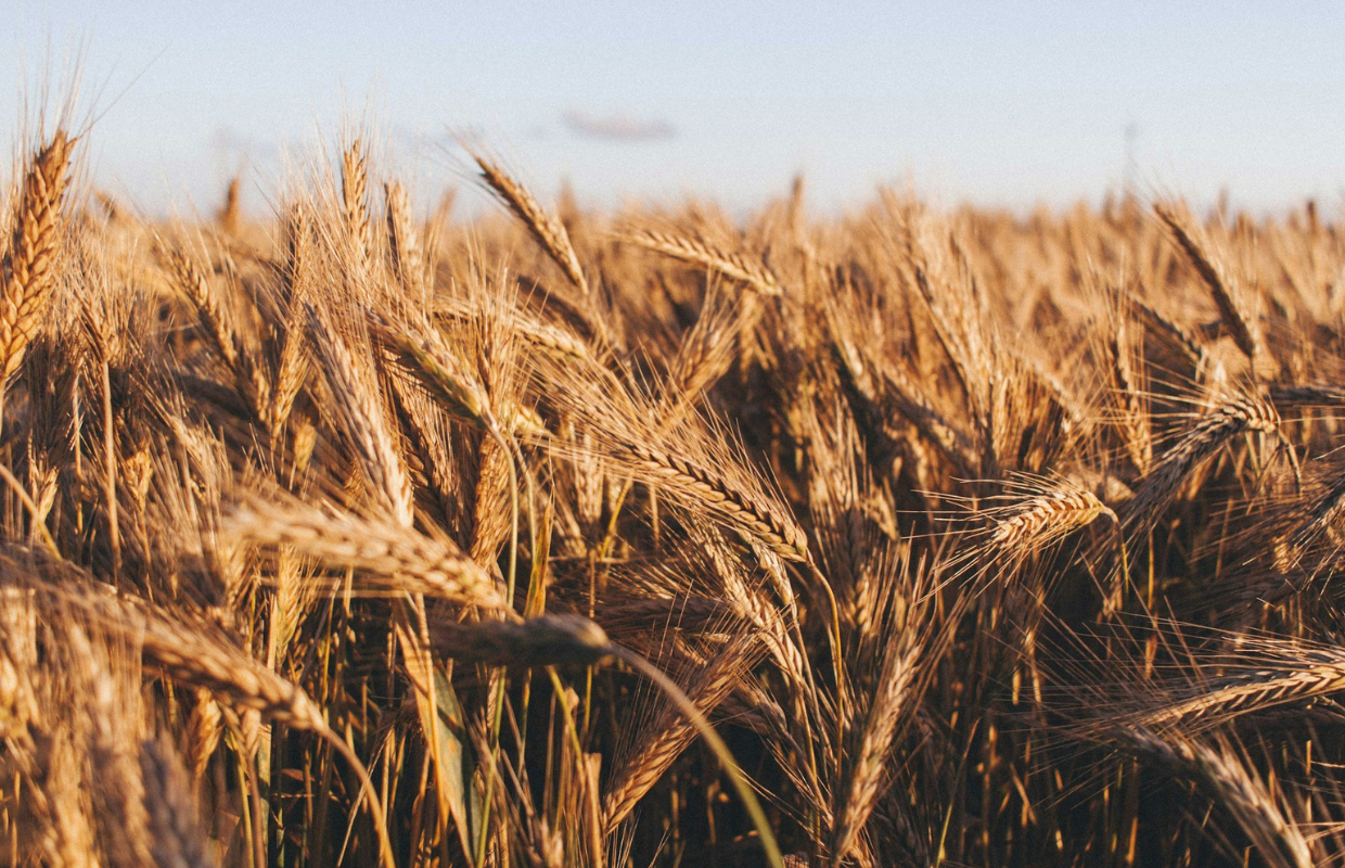 wheat field