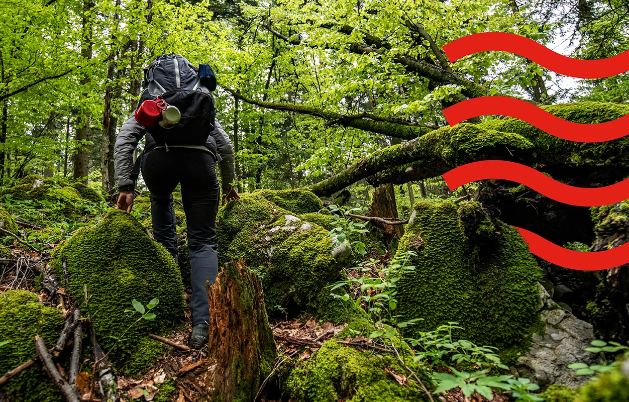 PERSON WALKING IN FOREST 