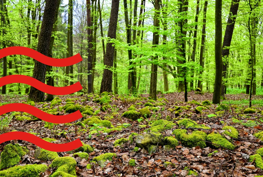 Green forest with moss