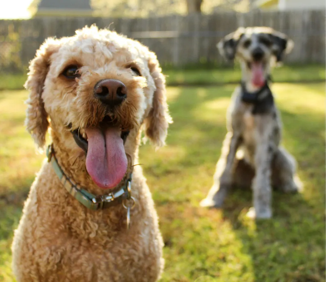 Two dogs panting on sunny day